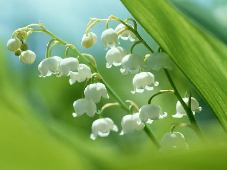 Onlineスクール言葉の森