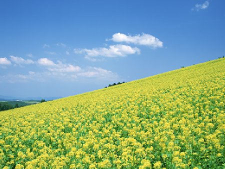 Onlineスクール言葉の森