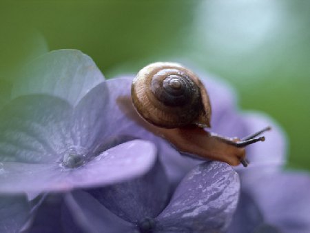 Onlineスクール言葉の森