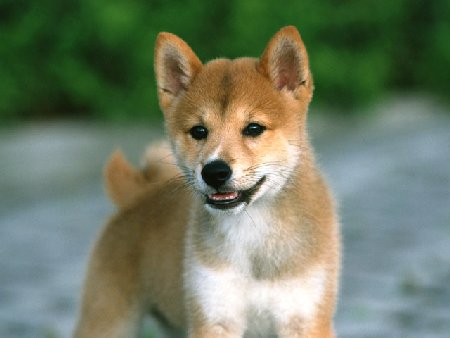 Onlineスクール言葉の森