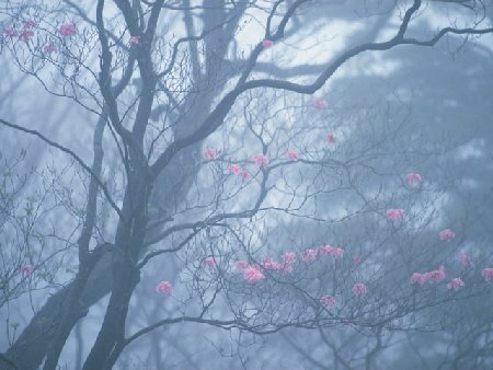 Onlineスクール言葉の森