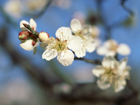 Onlineスクール言葉の森