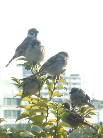 Onlineスクール言葉の森