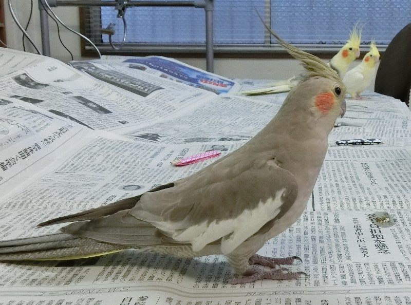 Onlineスクール言葉の森