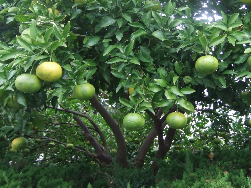 Onlineスクール言葉の森