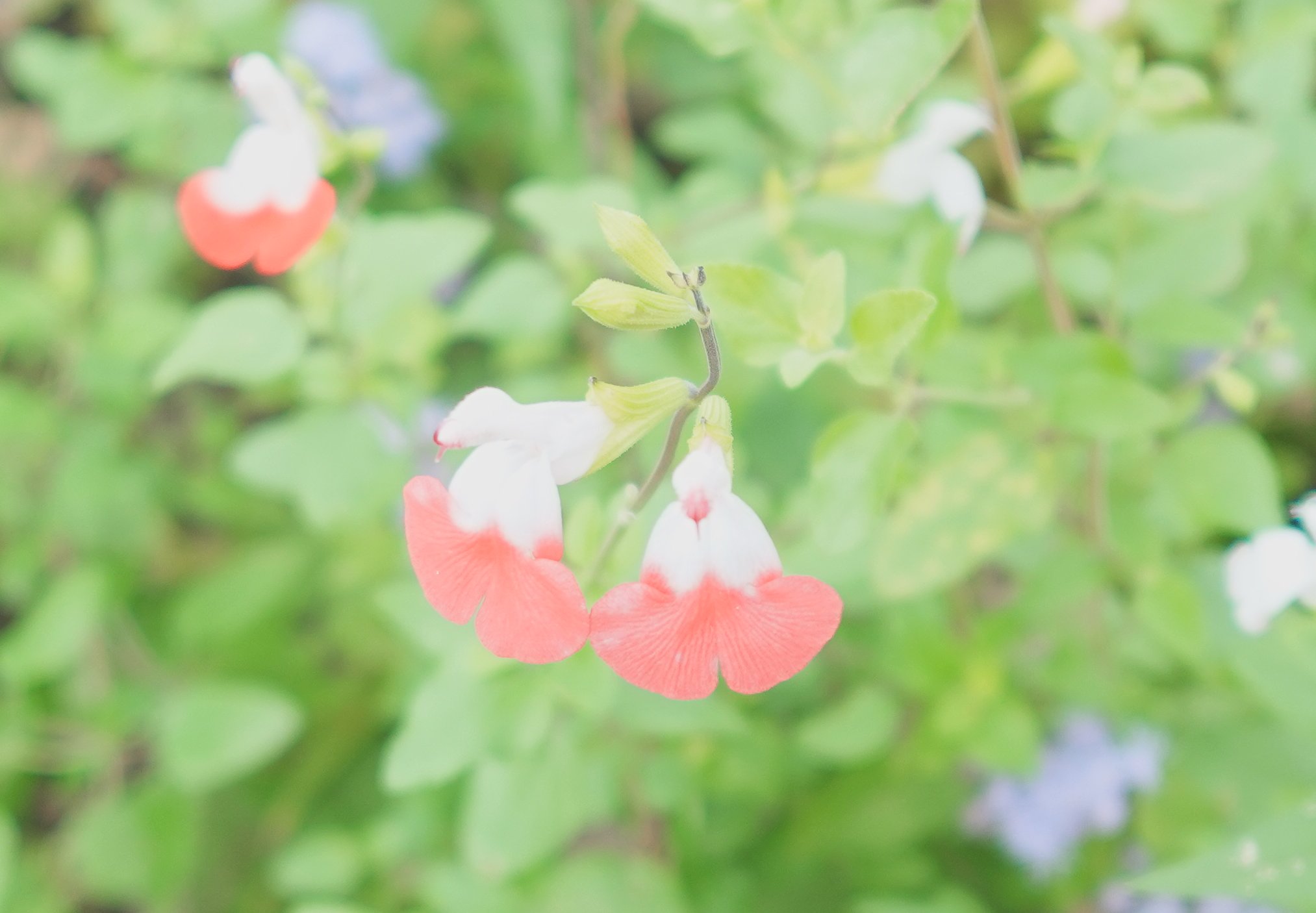 Onlineスクール言葉の森